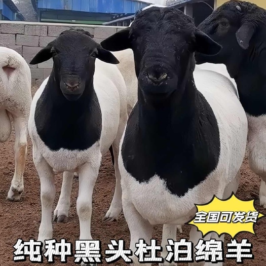 新沂市杜泊羊黑头纯种活羊奥洲白绵羊母羊萨福克羊羔杜波种公羊种母羊