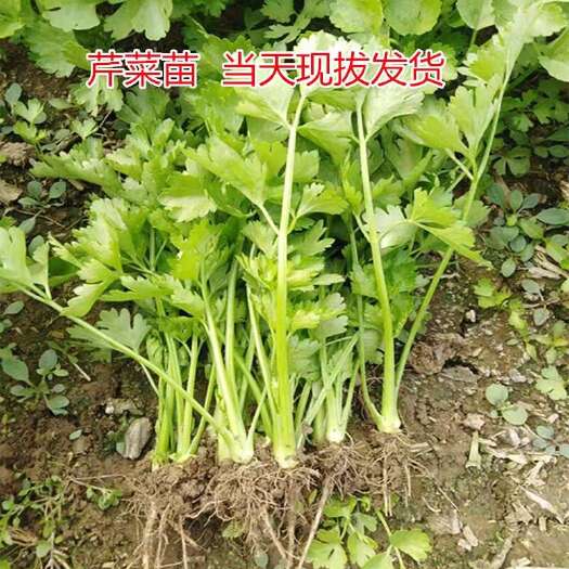 惠民县芹菜苗