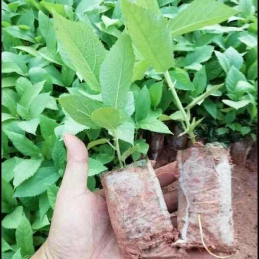 灵山县细叶七指毛桃幼树带土带杯发货,七指比五指更香,更好