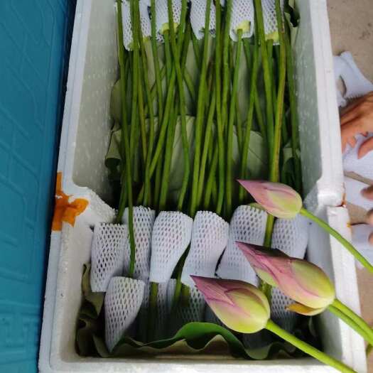 怀宁县新鲜荷花 莲花