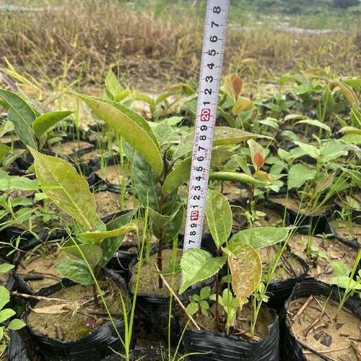 惠东县大果红花油茶