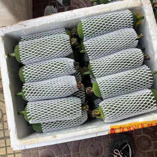 尤溪县丝瓜