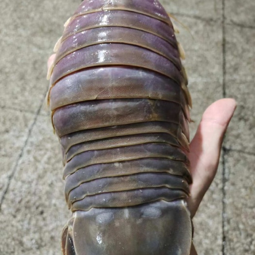 北海海虫
