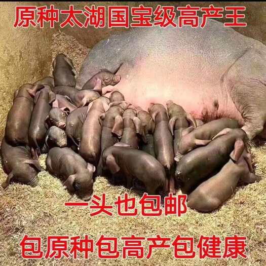 淮安太湖母猪，产仔多，抗病能力强，母性好，奶头多，太湖一代母猪