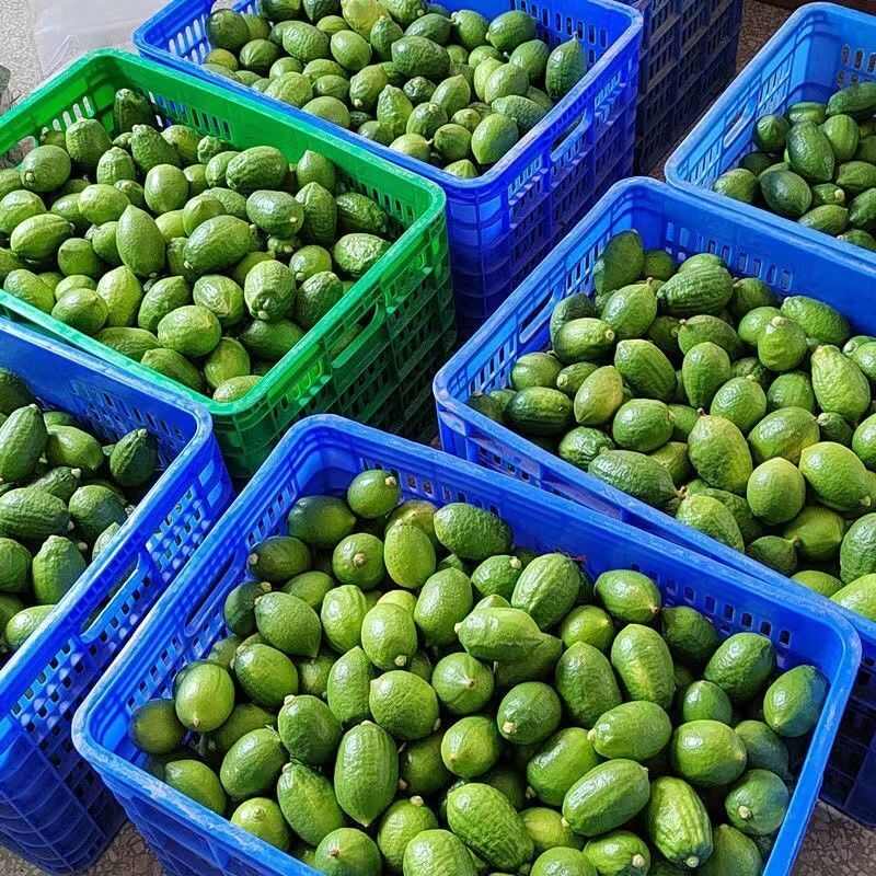 广东香水柠檬现摘现发