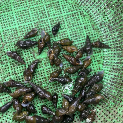 防城港山坑螺，扭螺，清水螺，