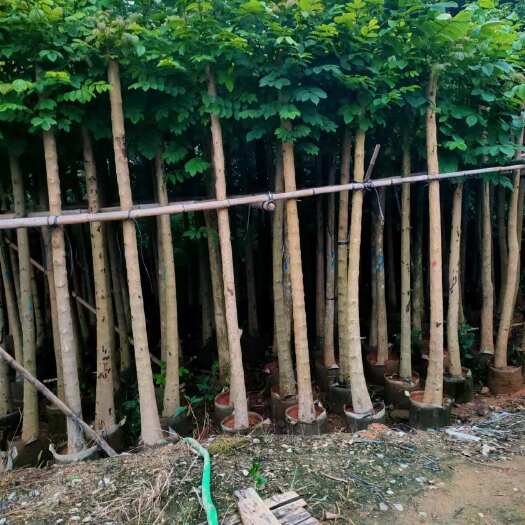 揭阳火焰木5-8公分大量现货出售