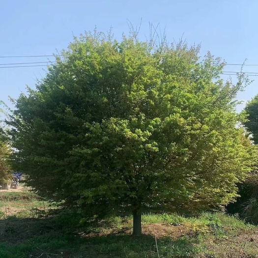 句容市鸡爪槭，10一40公分