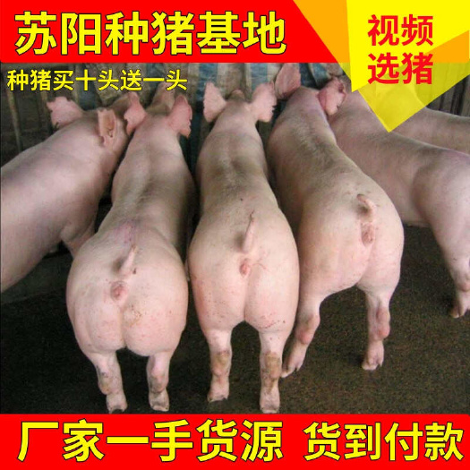 沭阳县英系大白母猪，原种一代，比利时长白母猪，抗病能力强，耐粗饲料