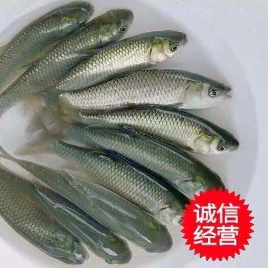 揭西县优质大草鱼苗鱼塘淡水养殖四大家鱼草鱼苗