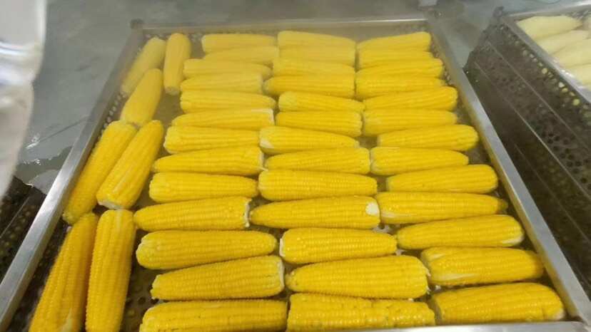 迁西县玉米
