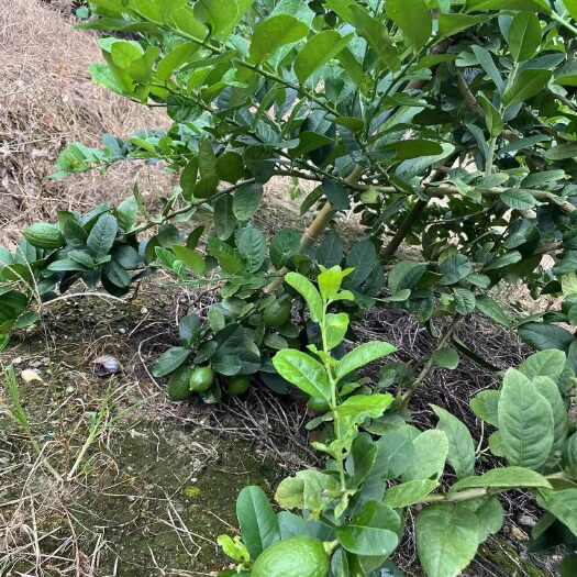 阳春市香水柠檬