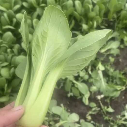 沽源县精品油菜一级货