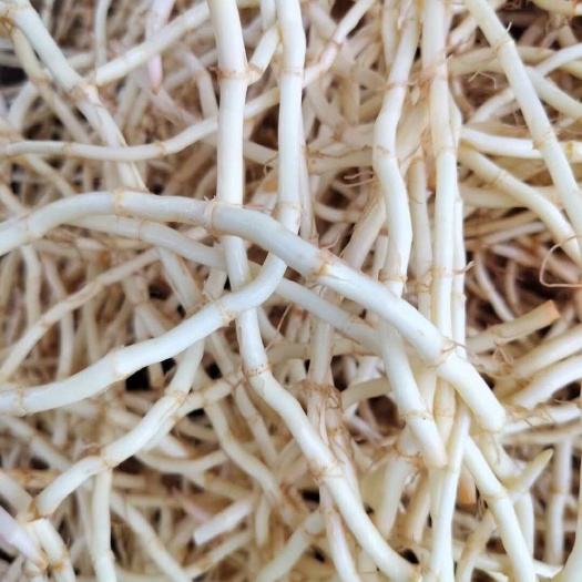 砚山县鱼腥草便宜