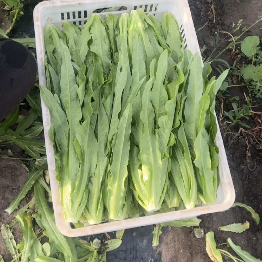 沽源县精品一级油麦菜