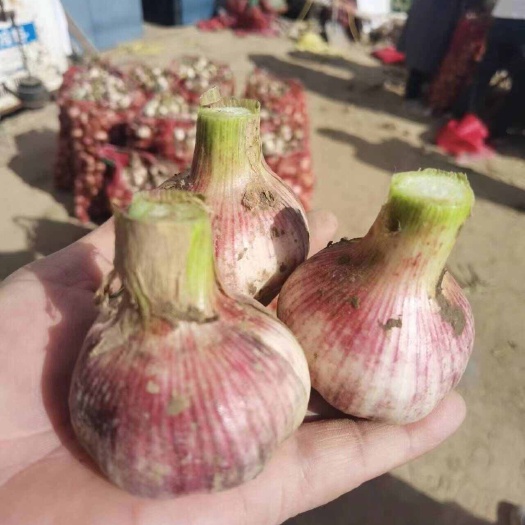 开封河南开封紫皮大蒜
