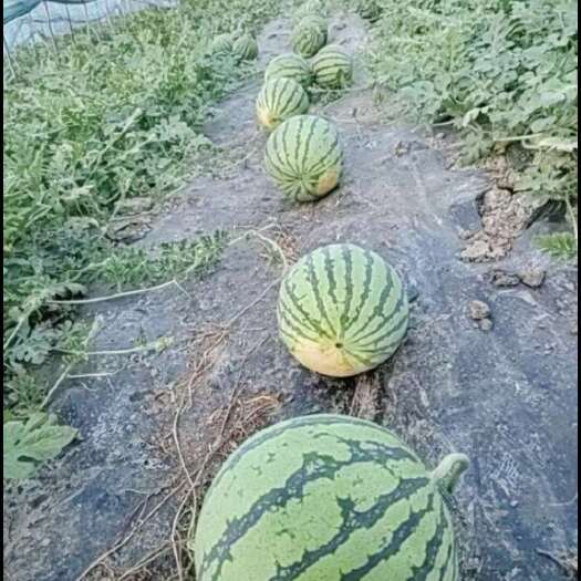 衢州浙江衢州美都头茬精品