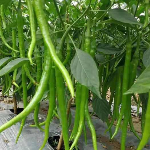 丹棱县辣椒中辣线椒青椒应季蔬菜青线椒