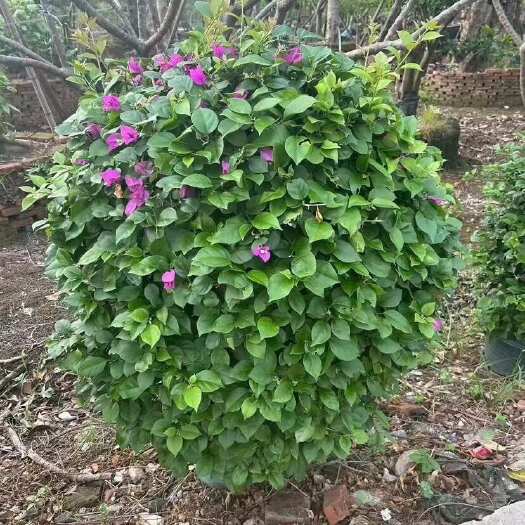 惠来县勒杜鹃/紫花三角梅/红花杜鹃/红花三角梅/杜鹃柱子型