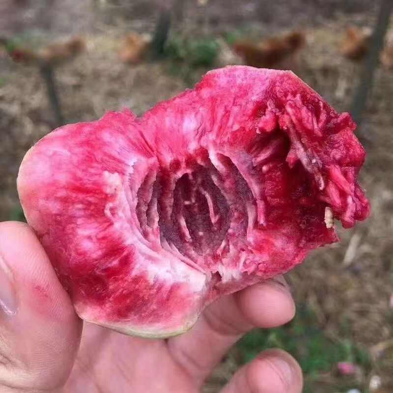 血桃，离壳血桃产地大量供应中，口感纯甜无酸，电商平台社区对接
