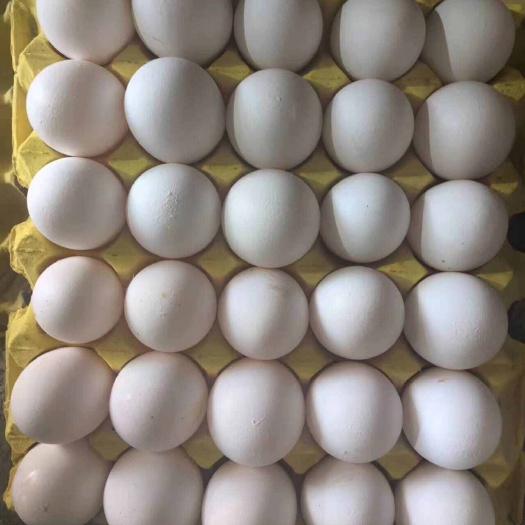郓城县常年销售白蛋，粉蛋