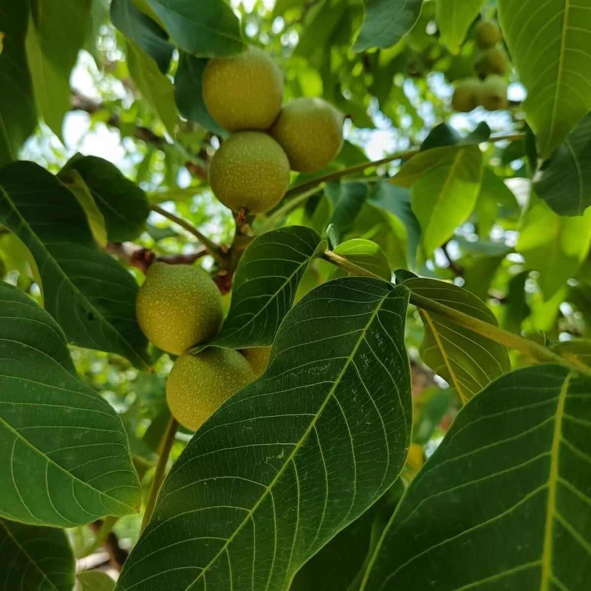 四川大凉山青皮核桃