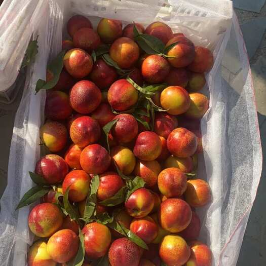 蒙阴县露天油桃