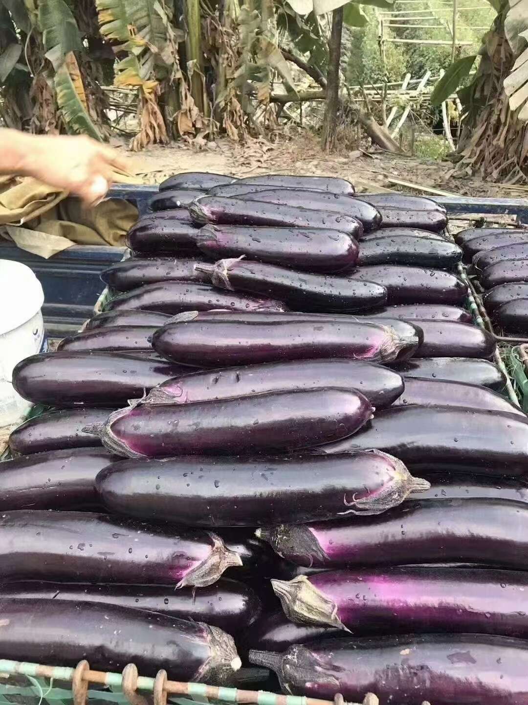 正品致丰烧烤茄种子正源种籽深紫色烧烤茄子种籽果肉白色春秋茄子