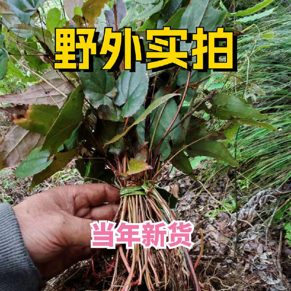 淫羊藿