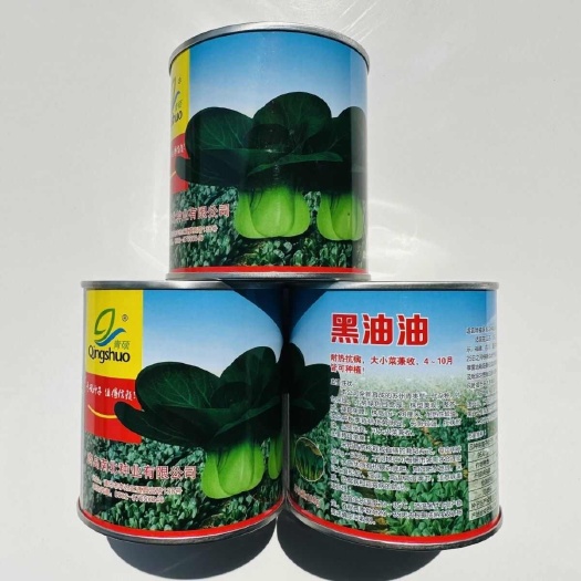 南京青硕黑油油菜种子耐热抗病新育成矮箕苏州青种子一代杂交青菜种籽