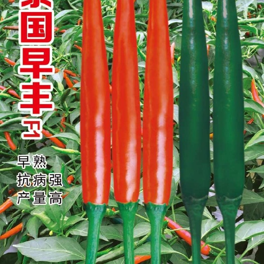 郑州早熟朝天椒种子比其他早20天抗病强结的多硬度高颜色艳油亮顺直
