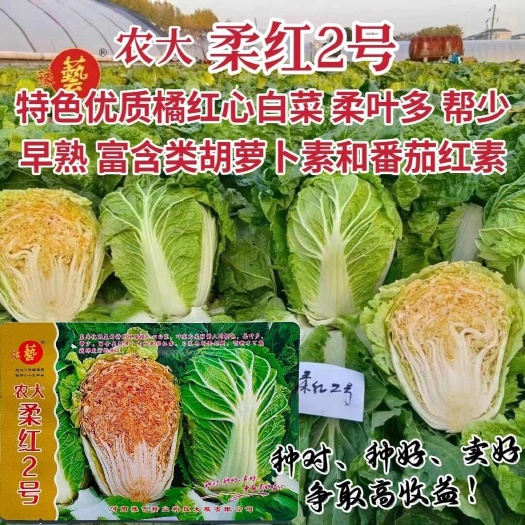 沭阳县豫艺白菜种子农大柔红2号大白菜种子橙红心白菜籽早熟蔬菜瓜果种