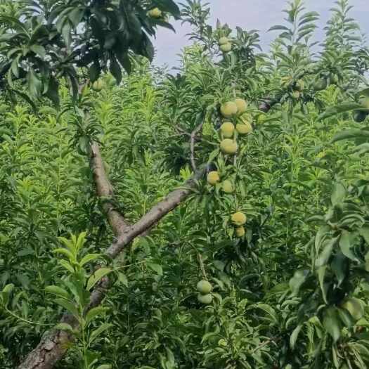镇宁县蜂糖李