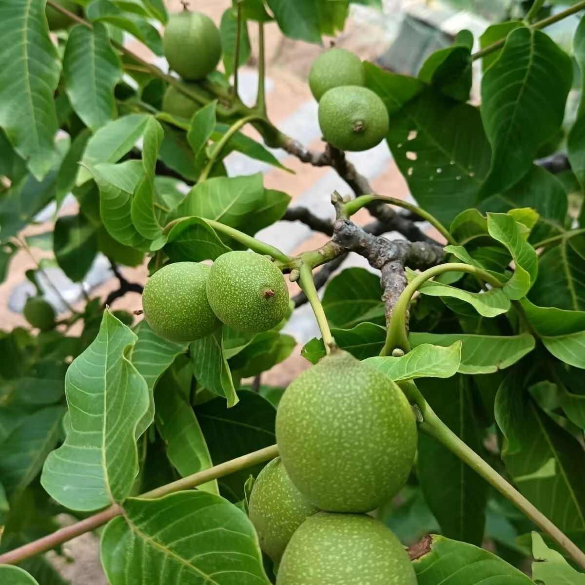 四川大凉山青皮核桃