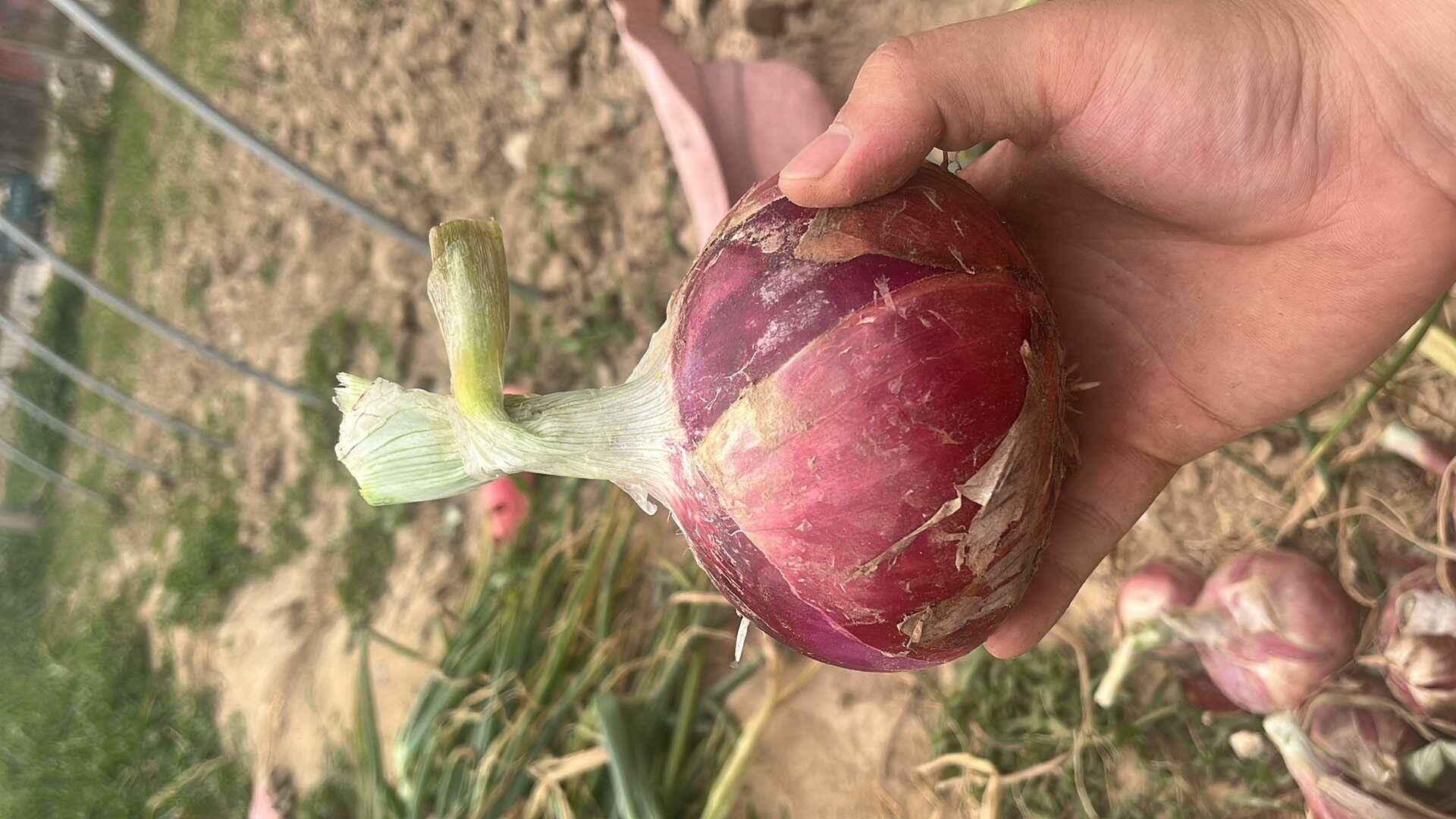 洋葱（价格可商议、约3—4万斤）