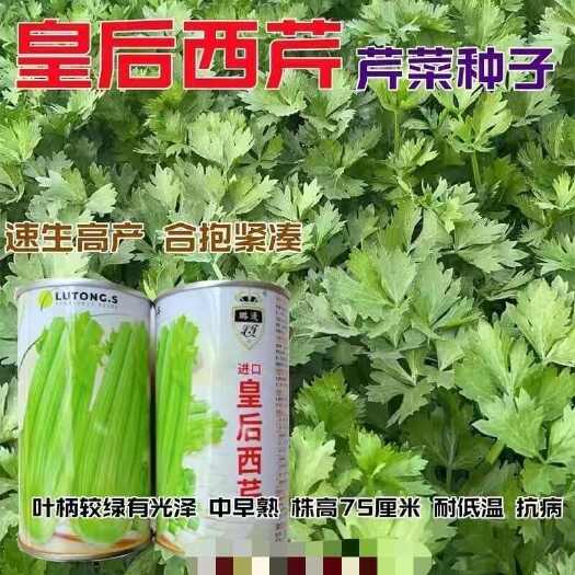 沭阳县皇后西芹种子璐通芹菜种子法国皇后西芹菜四季高