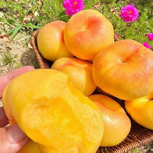 蒙阴县沂蒙山彩虹蟠桃蒙阴黄油蟠桃新鲜采摘水蜜桃扁桃老人孕妇小孩皆宜