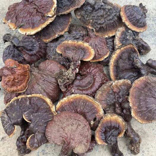 昆明白肉灵芝 入口回甘 超好