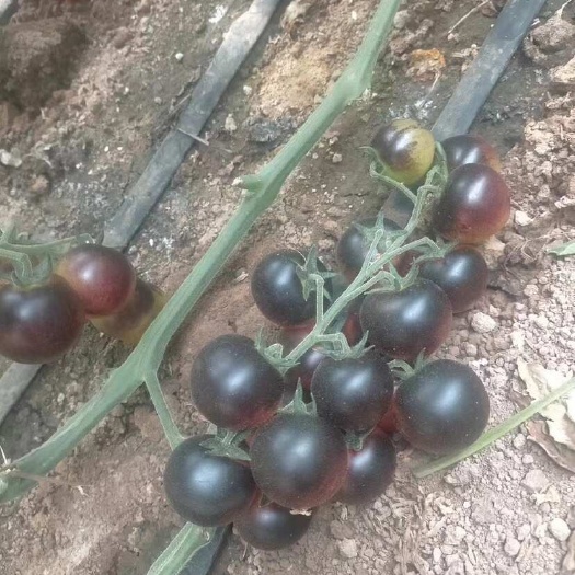 黑西红柿，大棚养殖，含丰富的花青素