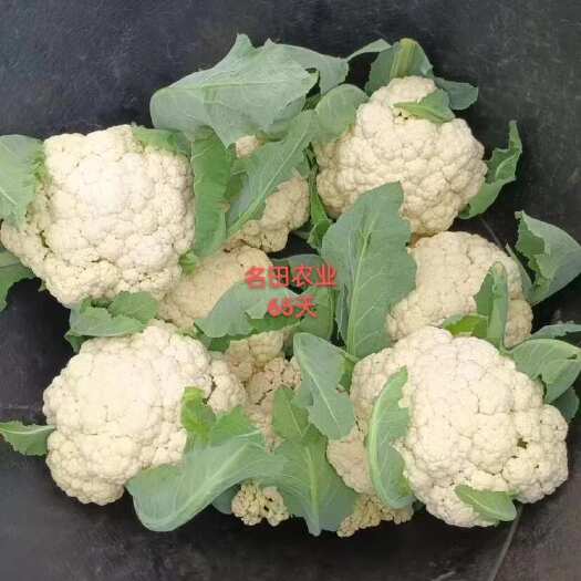 球白50～60天半松花菜种子有机花菜种子雪白青梗矮脚