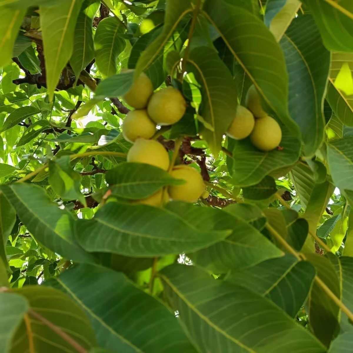 四川大凉山青皮核桃