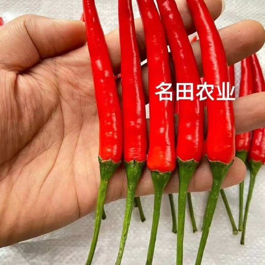 郑州包回收大果朝天椒种子小米辣产量高 抗病强果上下一致青红两用