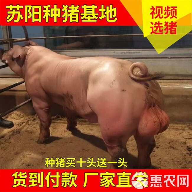 杜洛克猪，杜洛克公猪，黑杜洛克公猪，黑杜洛克母猪