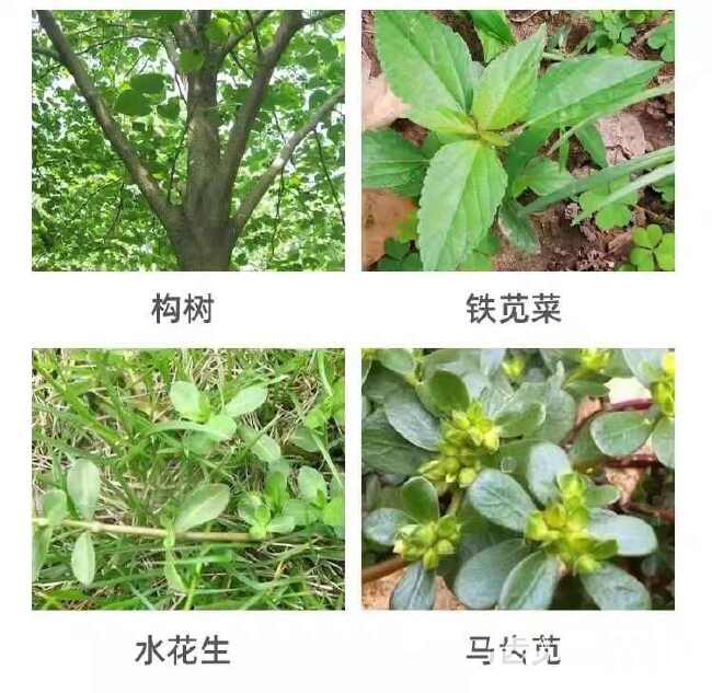 三氯吡氧乙酸恶性阔叶杂草除草剂水花生络石藤铁芒萁正品高效