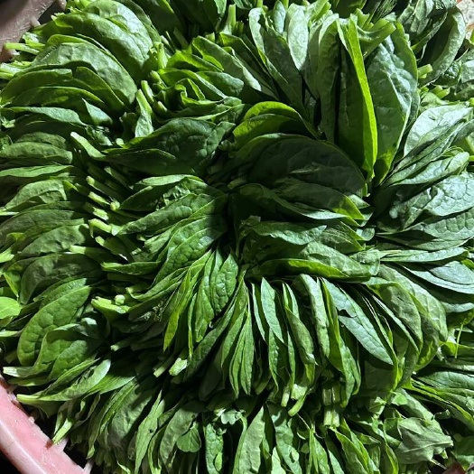  木耳菜
