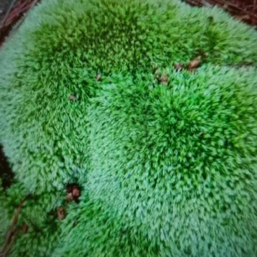 泸县青苔