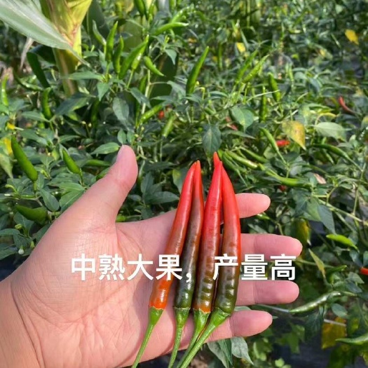 郑州艳红大果朝天椒种子小米辣种子硬度好产量高抗病强颜色鲜商品性高