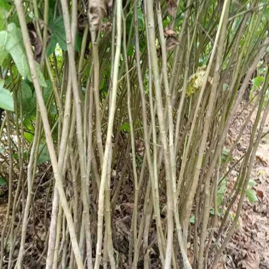  枫香树