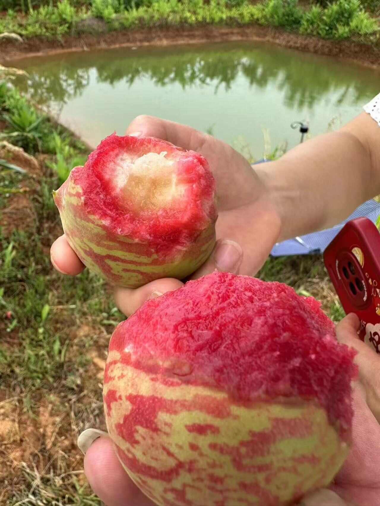血桃，离壳血桃产地大量供应中，口感纯甜无酸，电商平台社区对接