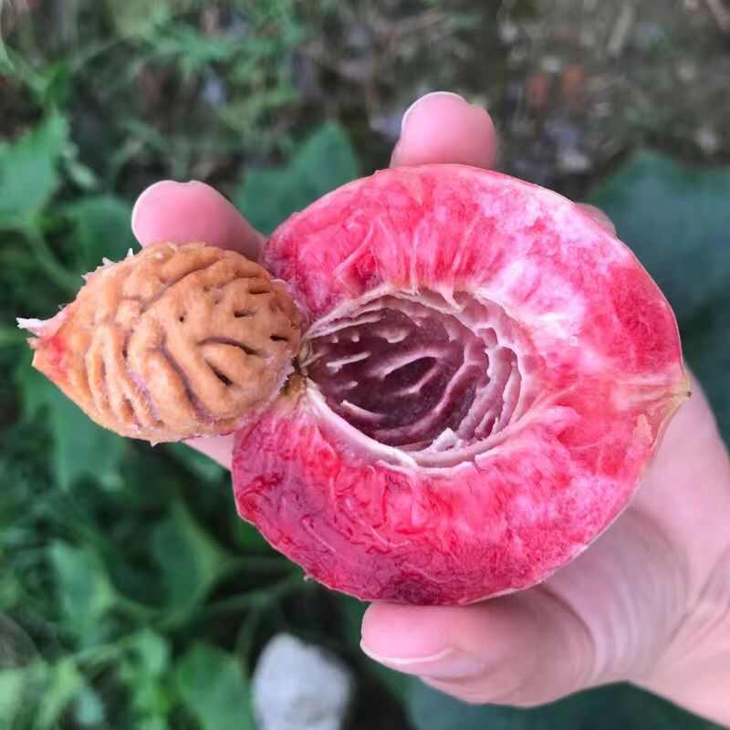 血桃，离壳血桃产地大量供应中，口感纯甜无酸，电商平台社区对接